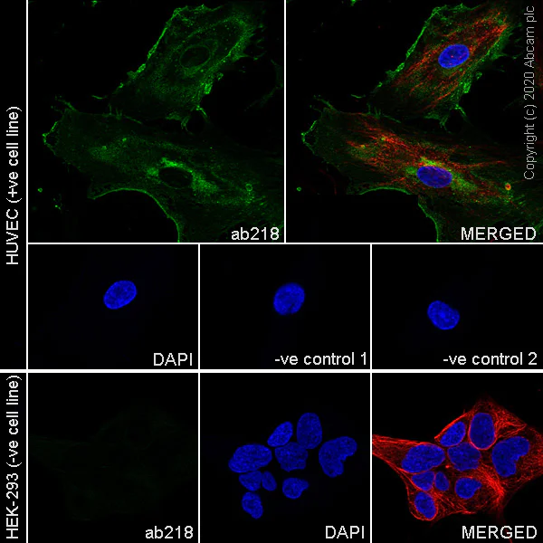 Immunocytochemistry/ Immunofluorescence - Anti-CD31 antibody [WM59] - BSA and Azide free (AB252265)