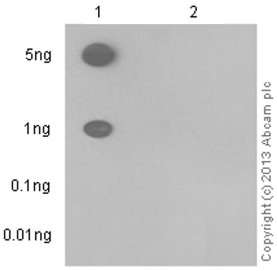 Dot Blot - Anti-CD31 (phospho Y713) antibody [EPR8079(2)] - BSA and Azide free (AB238438)