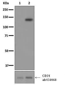 Western blot - Anti-CD31 (phospho Y713) antibody [EPR8079(2)] - C-terminal (AB180175)