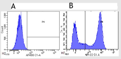 Flow Cytometry - Anti-CD32 antibody [AT10] (AB281898)