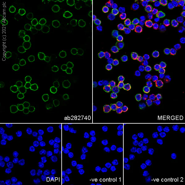 Immunocytochemistry/ Immunofluorescence - Anti-CD32 antibody [AT130-2] - BSA and Azide free (AB282727)