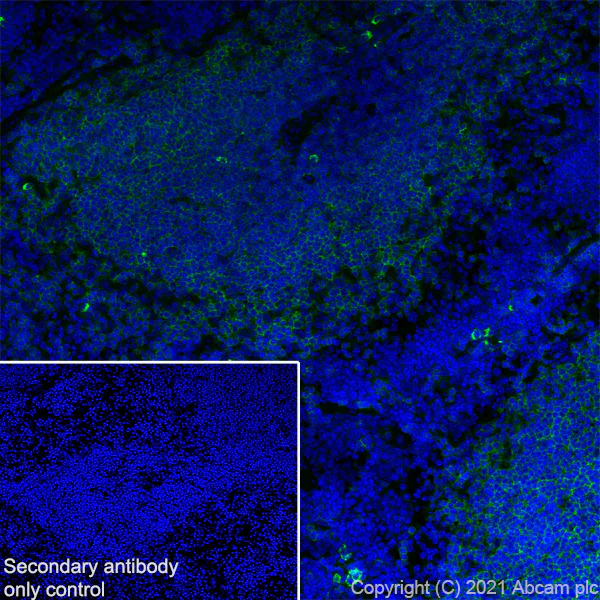 Immunohistochemistry (Frozen sections) - Anti-CD32 antibody [AT130-2] - BSA and Azide free (AB282727)