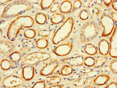 Immunohistochemistry (Formalin/PFA-fixed paraffin-embedded sections) - Anti-CD32A antibody (AB223039)
