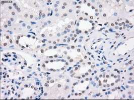Immunohistochemistry (Formalin/PFA-fixed paraffin-embedded sections) - Anti-CD32A antibody [OTI9C6] (AB124408)