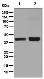 Western blot - Anti-CD32A + CD32C antibody [EPR6658] - BSA and Azide free (AB248099)