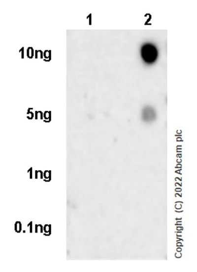 Dot Blot - Anti-CD32B antibody [AT130-5] (BSA and Azide free) (AB290752)
