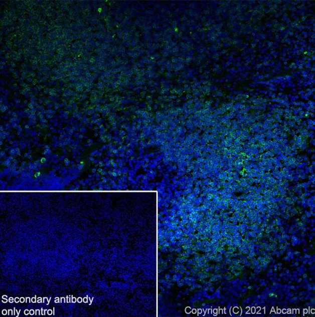 Immunohistochemistry (Frozen sections) - Anti-CD32B antibody [AT130-5] (BSA and Azide free) (AB290752)