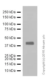 Western blot - Anti-CD32B antibody [EP888Y] - BSA and Azide free (AB206217)