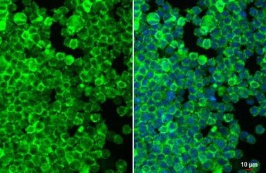 Immunohistochemistry paraffin embedded sections - Anti-CD32B antibody [HL1948] (AB308210)