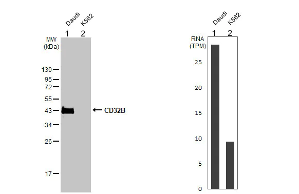 Western blot - Anti-CD32B antibody [HL1948] (AB308210)