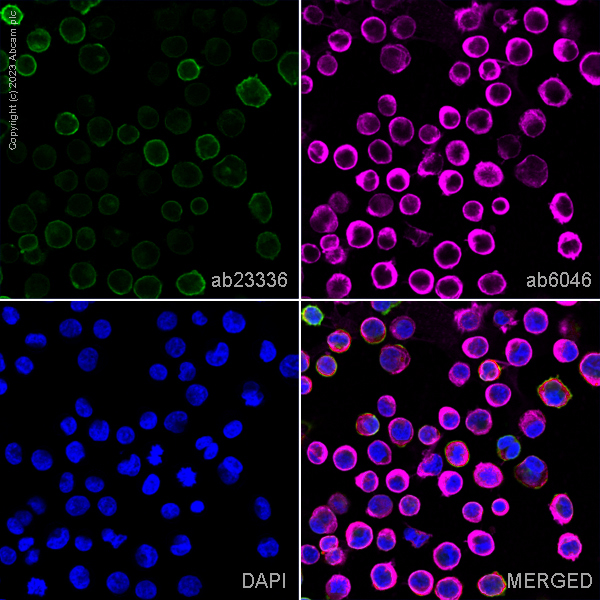 Immunocytochemistry/ Immunofluorescence - Anti-CD32B + CD32A antibody [AT10] (AB23336)