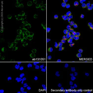 Immunocytochemistry/ Immunofluorescence - Anti-CD32B + CD32A + CD32C antibody [EP6243] (AB131051)