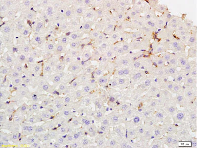 Immunohistochemistry (Formalin/PFA-fixed paraffin-embedded sections) - Anti-CD32B (phospho Y292) antibody (AB203877)