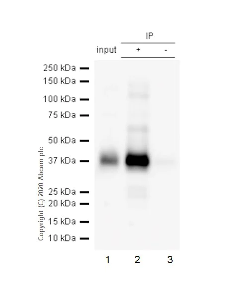 Immunoprecipitation - Anti-CD32B (phospho Y292) antibody [EP926Y] (AB68423)