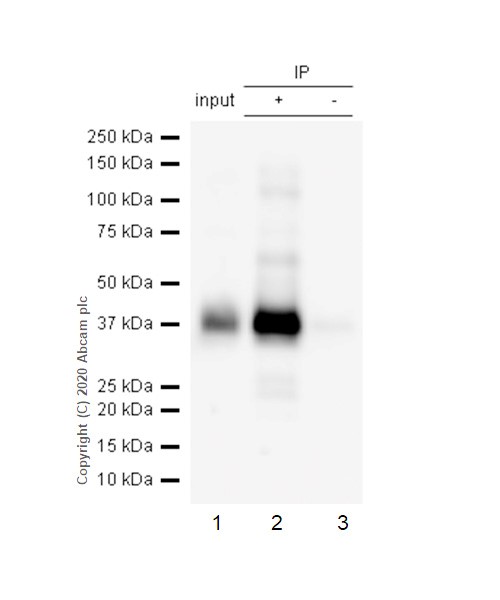 Immunoprecipitation - Anti-CD32B (phospho Y292) antibody [EP926Y] - BSA and Azide free (AB239861)