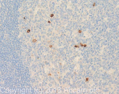 Immunohistochemistry (Formalin/PFA-fixed paraffin-embedded sections) - Anti-CD33 antibody [6C5/2] (AB11032)