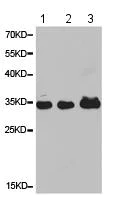 Western blot - Anti-CD33 antibody (AB194662)