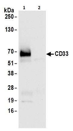 Immunoprecipitation - Anti-CD33 antibody [BLR061G] (AB264414)