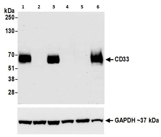 Western blot - Anti-CD33 antibody [BLR061G] (AB264414)