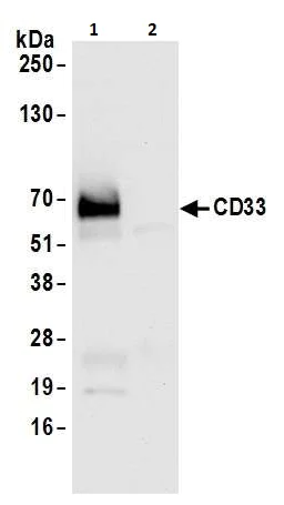 Immunoprecipitation - Anti-CD33 antibody [BLR061G] - BSA free (AB272082)