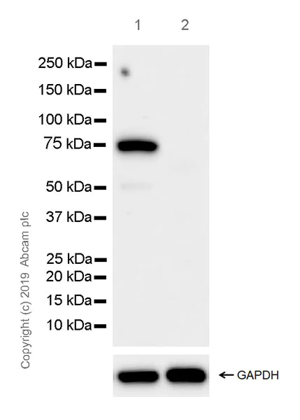 Western blot - Anti-CD33 antibody [EPR23051-101] (AB269456)
