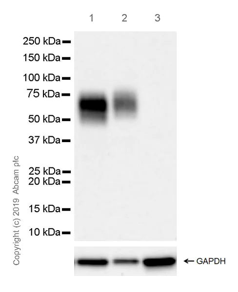 Western blot - Anti-CD33 antibody [EPR23051-101] (AB269456)
