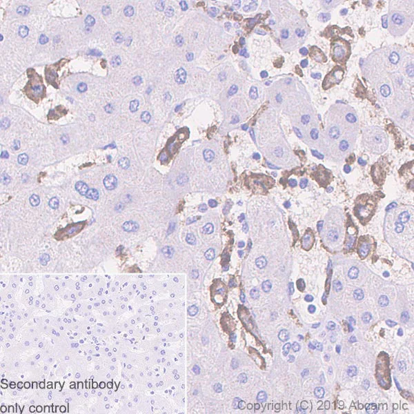 Immunohistochemistry (Formalin/PFA-fixed paraffin-embedded sections) - Anti-CD33 antibody [EPR23051-101] - BSA and Azide free (AB269461)