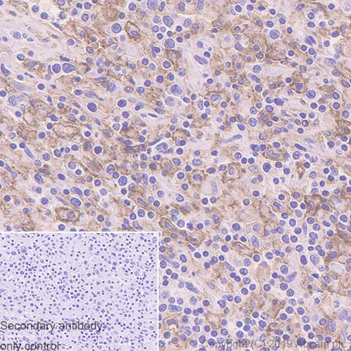 Immunohistochemistry (Formalin/PFA-fixed paraffin-embedded sections) - Anti-CD33 antibody [EPR23051-101] - BSA and Azide free (AB269461)