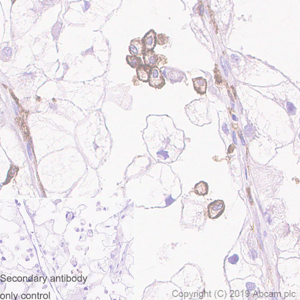 Immunohistochemistry (Formalin/PFA-fixed paraffin-embedded sections) - Anti-CD33 antibody [EPR23051-101] - BSA and Azide free (AB269461)