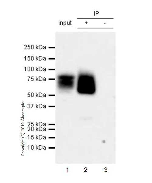 Immunoprecipitation - Anti-CD33 antibody [EPR23051-101] - BSA and Azide free (AB269461)