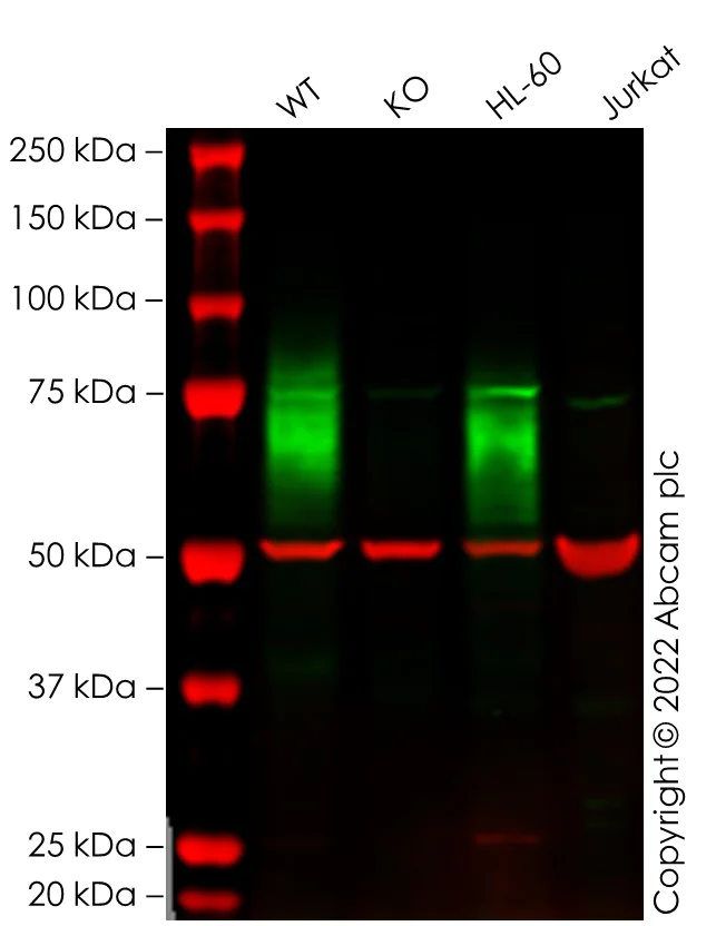 Western blot - Anti-CD33 antibody [EPR23051-101] - BSA and Azide free (AB269461)