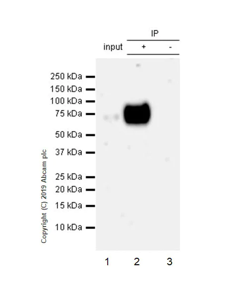 Immunoprecipitation - Anti-CD33 antibody [EPR23052-5] - BSA and Azide free (AB264572)