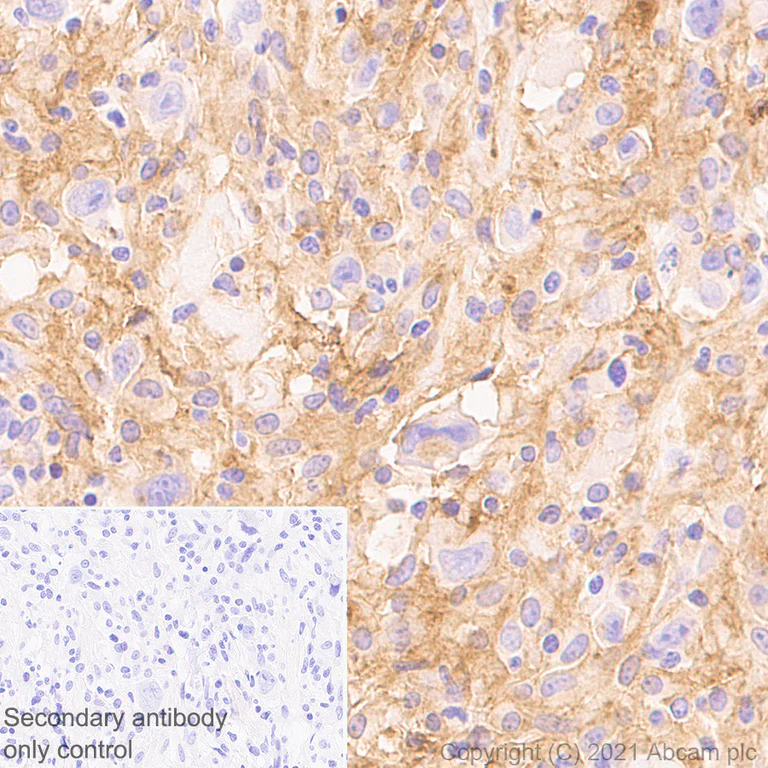 Immunohistochemistry (Formalin/PFA-fixed paraffin-embedded sections) - Anti-CD33 antibody [EPR24370-124] - BSA and Azide free (AB281568)