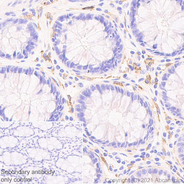 Immunohistochemistry (Formalin/PFA-fixed paraffin-embedded sections) - Anti-CD33 antibody [EPR24370-124] - BSA and Azide free (AB281568)