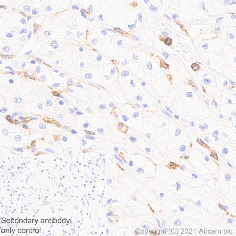 Immunohistochemistry (Formalin/PFA-fixed paraffin-embedded sections) - Anti-CD33 antibody [EPR24370-124] - BSA and Azide free (AB281568)