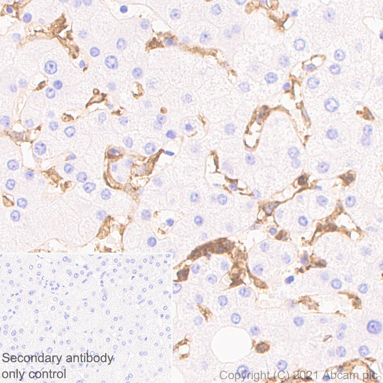 Immunohistochemistry (Formalin/PFA-fixed paraffin-embedded sections) - Anti-CD33 antibody [EPR24370-124] - BSA and Azide free (AB281568)
