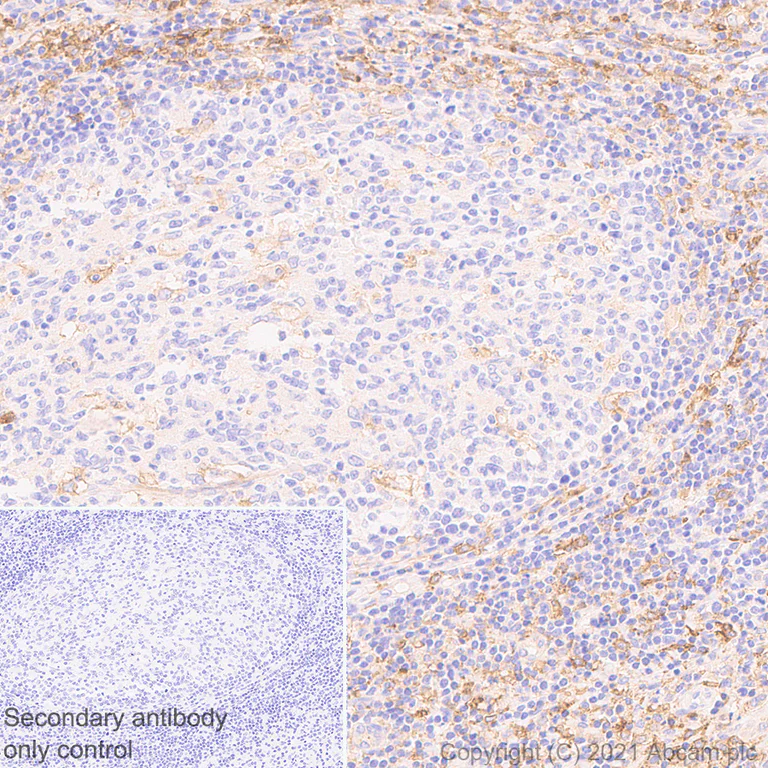 Immunohistochemistry (Formalin/PFA-fixed paraffin-embedded sections) - Anti-CD33 antibody [EPR24370-124] - BSA and Azide free (AB281568)