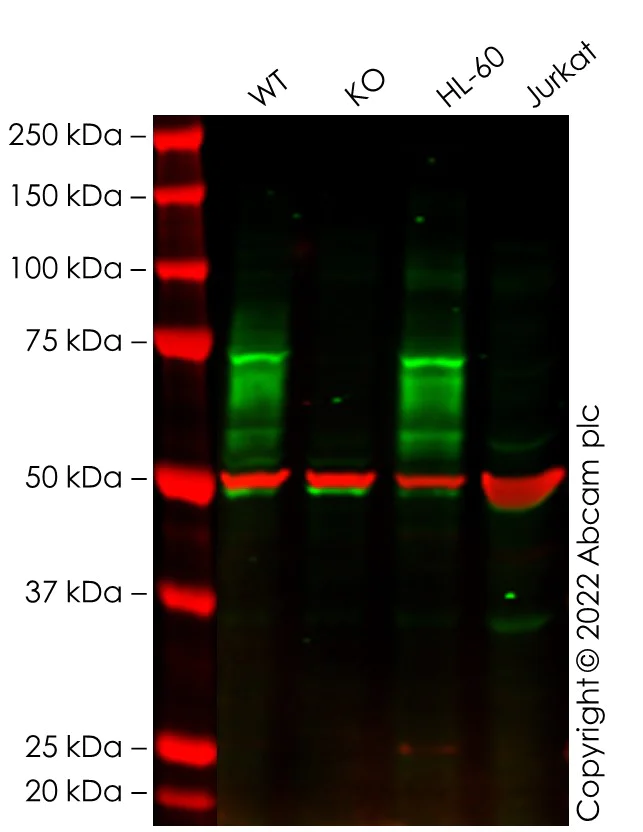 Western blot - Anti-CD33 antibody [EPR24370-124] - BSA and Azide free (AB281568)