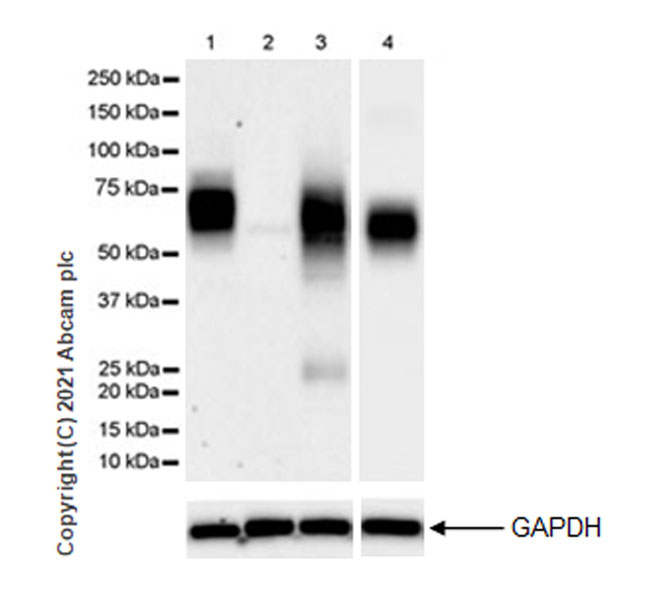 Anti-CD33 antibody [EPR24370-124] - BSA and Azide free