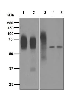 Western blot - Anti-CD33 antibody [EPR4423] (AB134115)