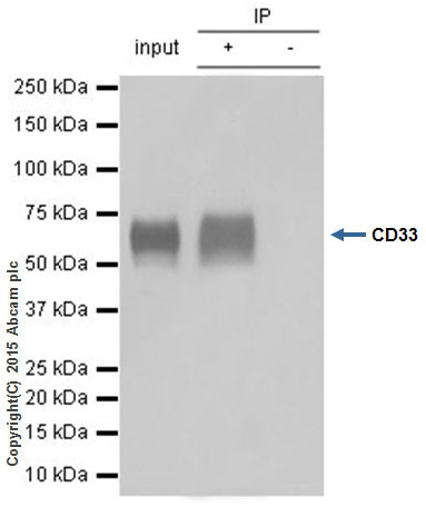 Immunoprecipitation - Anti-CD33 antibody [EPR4423] - BSA and Azide free (AB214439), expandable thumbnail