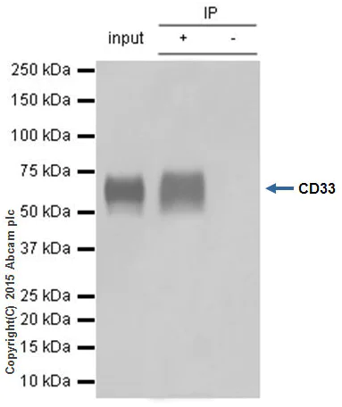 Immunoprecipitation - Anti-CD33 antibody [EPR4423] - BSA and Azide free (AB214439)