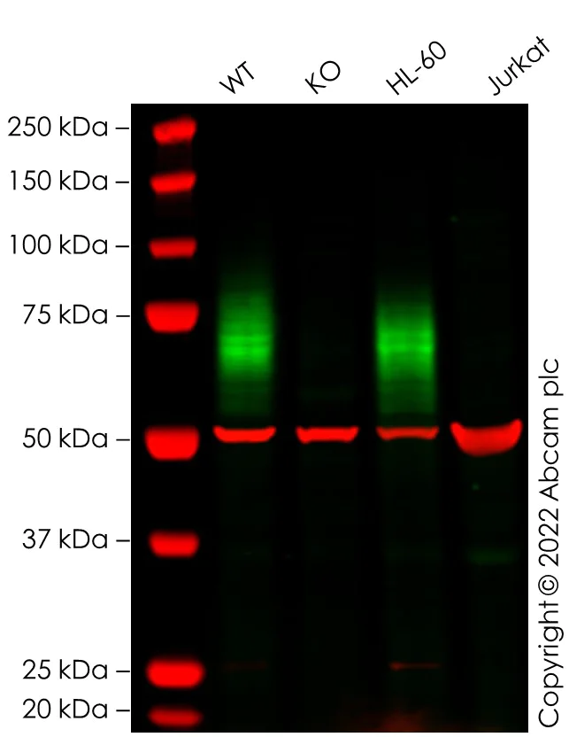 Western blot - Anti-CD33 antibody [EPR4423] - Low endotoxin, Azide free (AB215383)