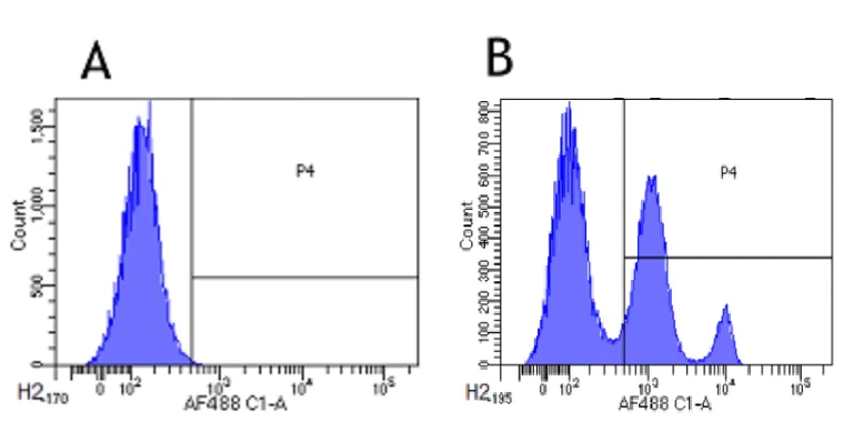 Flow Cytometry - Anti-CD33 antibody [hP67.6 (Gemtuzumab)] (AB245698)