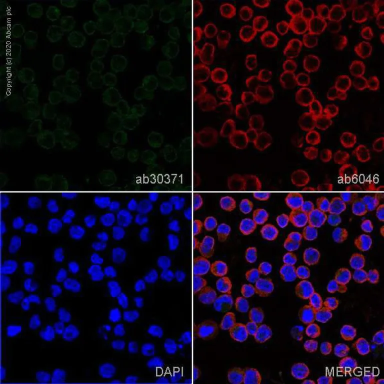 Immunocytochemistry/ Immunofluorescence - Anti-CD33 antibody [WM53] (AB30371)
