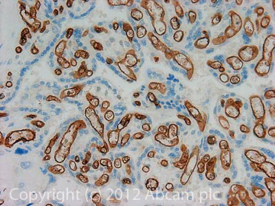 Immunohistochemistry (Formalin/PFA-fixed paraffin-embedded sections) - Anti-CD34 antibody [4H11[APG]] (AB762)