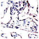 Immunohistochemistry (Formalin/PFA-fixed paraffin-embedded sections) - Anti-CD34 antibody (AB64480)