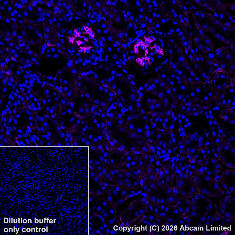 Immunohistochemistry (Frozen sections) - Anti-CD34 antibody [EP373Y] (AB81289)