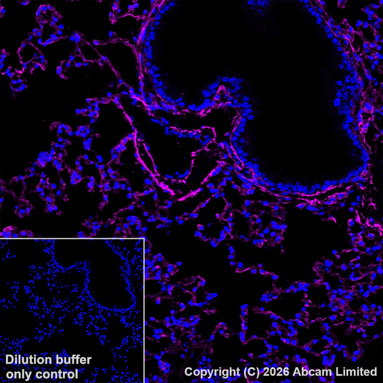 Immunohistochemistry (Frozen sections) - Anti-CD34 antibody [EP373Y] (AB81289)