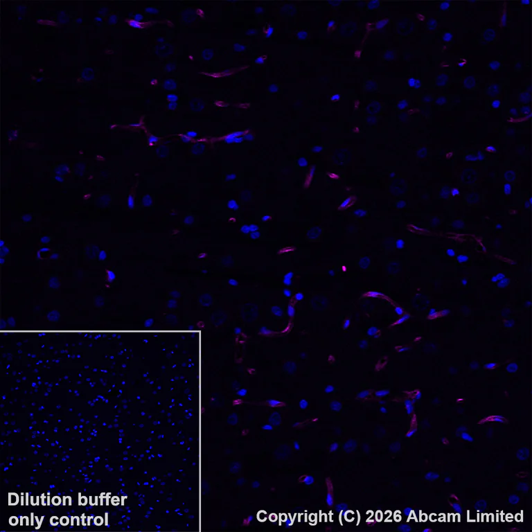 Immunohistochemistry (Frozen sections) - Anti-CD34 antibody [EP373Y] (AB81289)